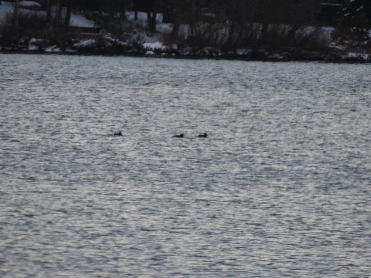 Турпан горбатодзьобий - ML646560959