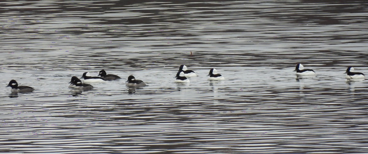 Petit Garrot - ML646560964