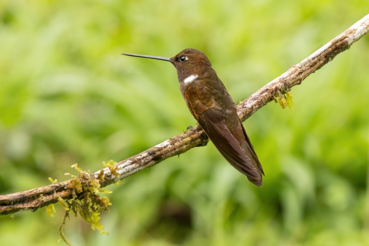 inka hnědý - ML646560966