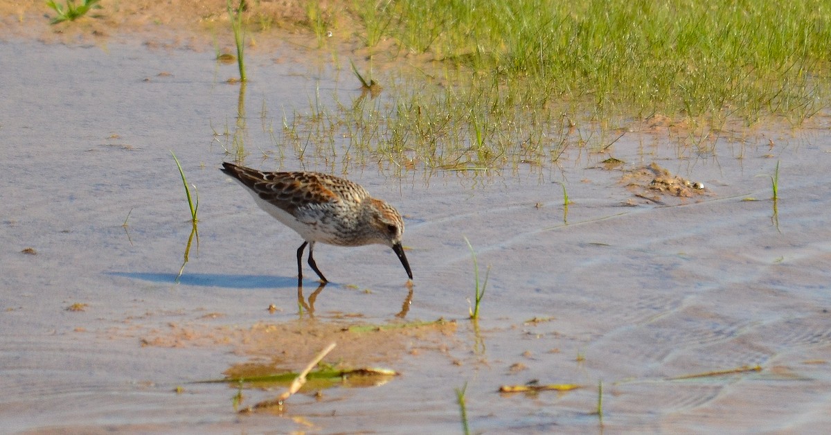 Gambecchio dell'Alaska - ML646560968