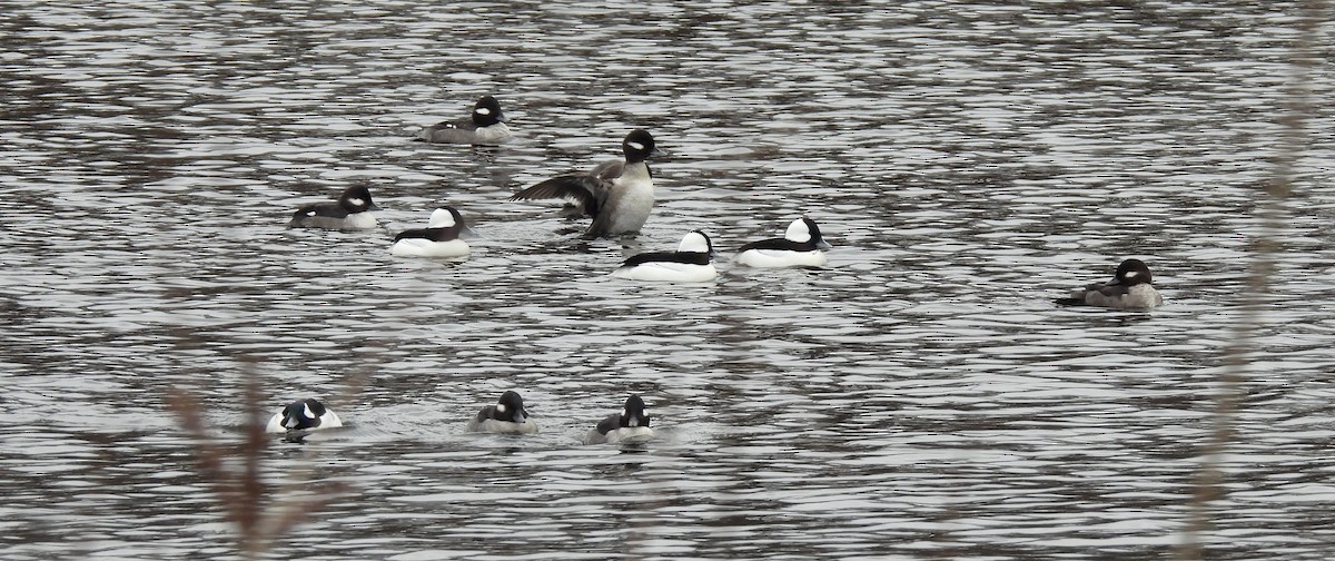 Petit Garrot - ML646560969