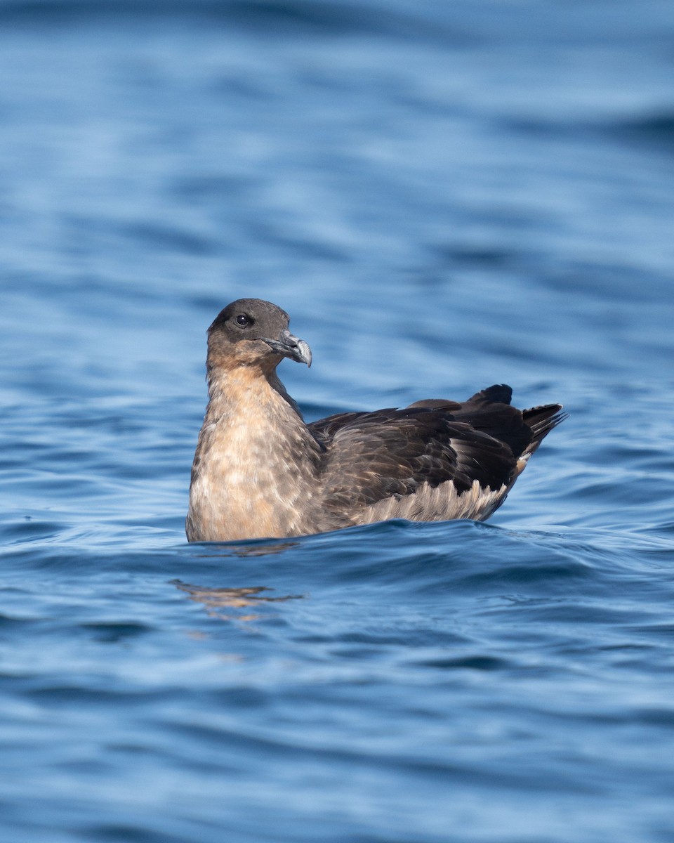 Chilean Skua - ML646560970