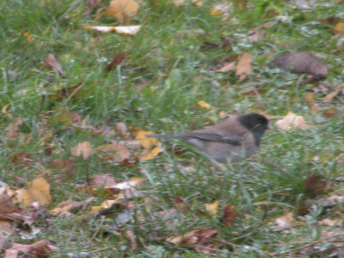 Dark-eyed Junco - ML646560972