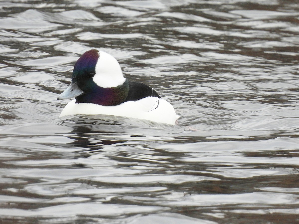 Petit Garrot - ML646560974