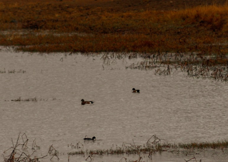 American Wigeon - ML646560975