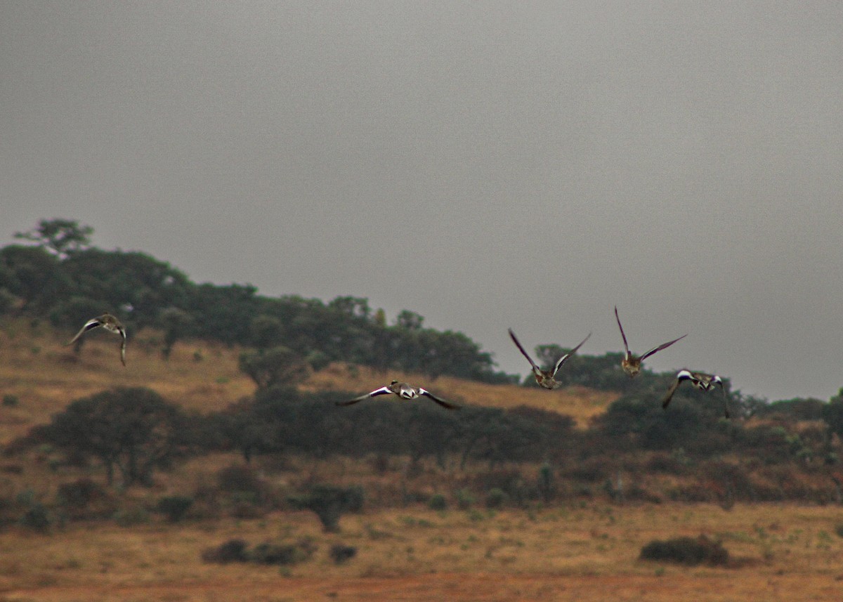 American Wigeon - ML646560976