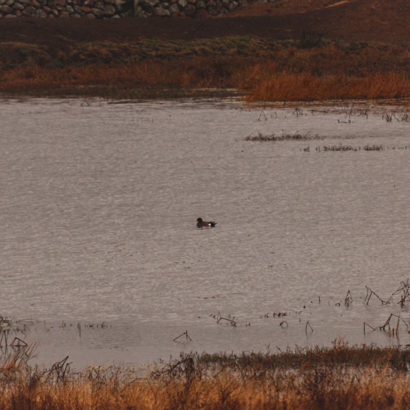 American Wigeon - ML646560977