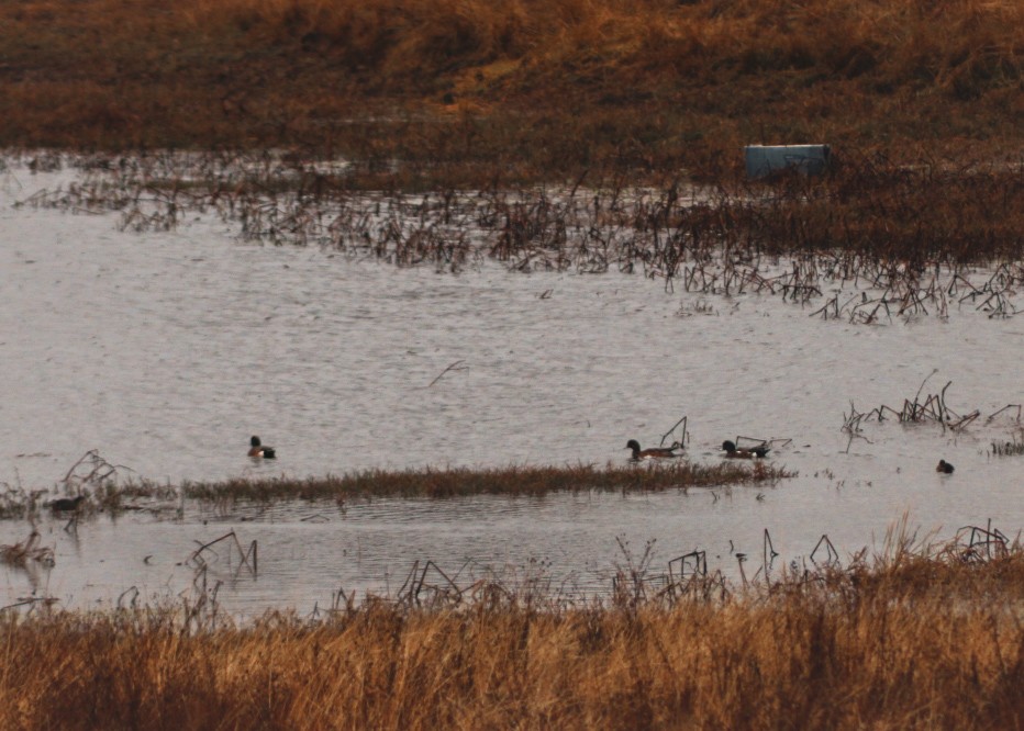 American Wigeon - ML646560978