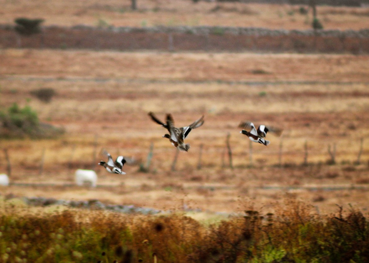 American Wigeon - ML646560979