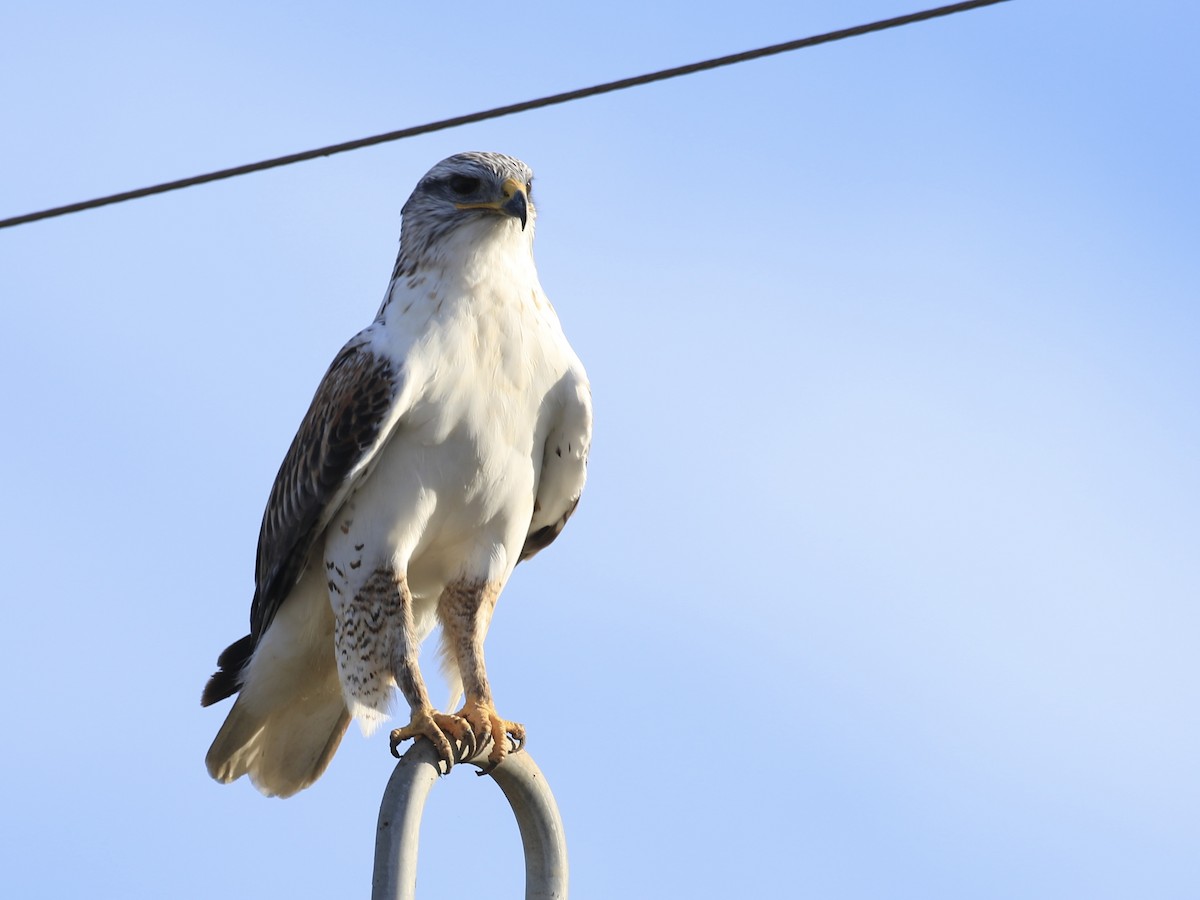 Ferruginous Hawk - ML646560980