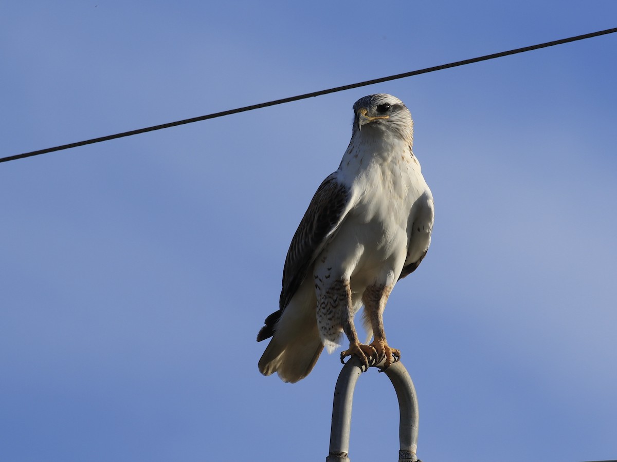 Ferruginous Hawk - ML646560981