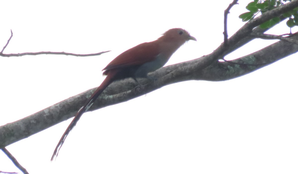 Common Squirrel-Cuckoo - ML646560984