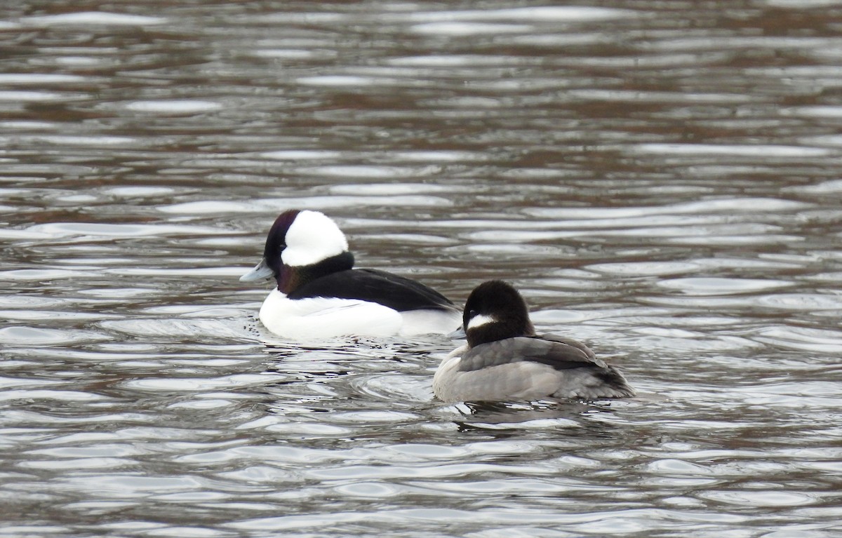 Petit Garrot - ML646560985