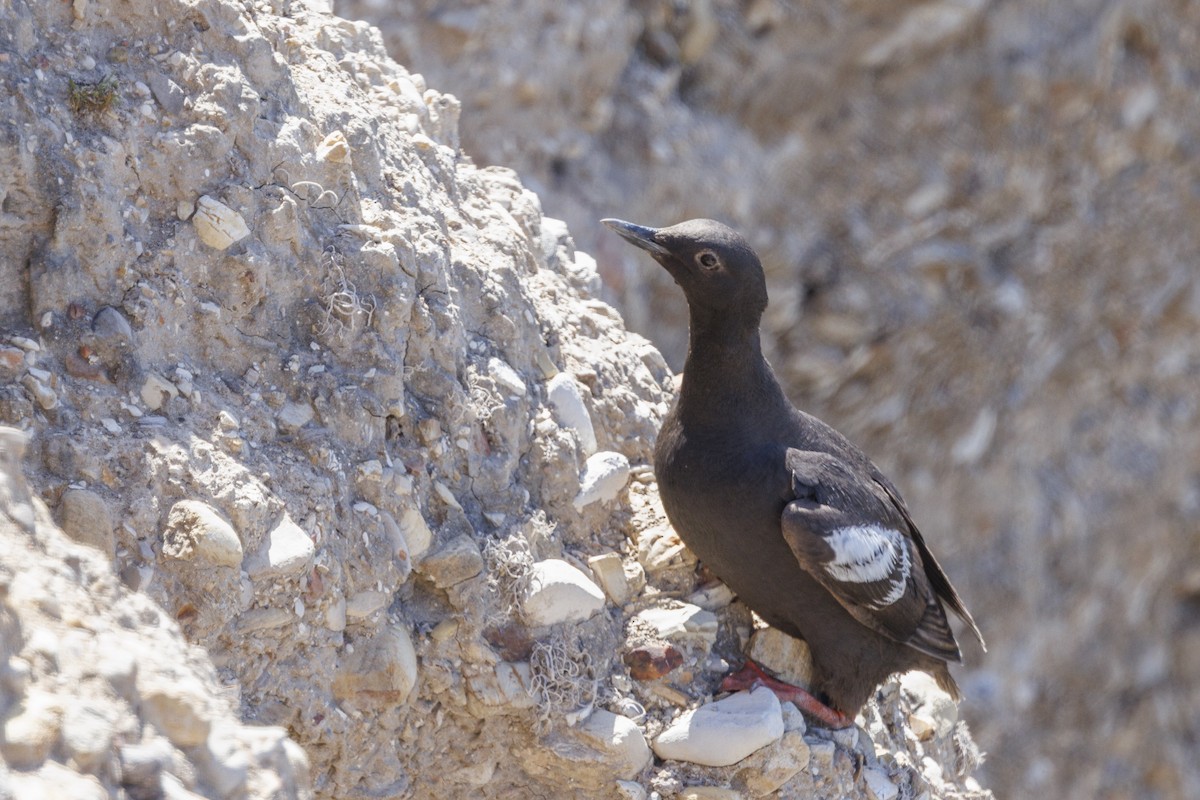 Pottorro hegalzuri aleutiarra - ML646560987