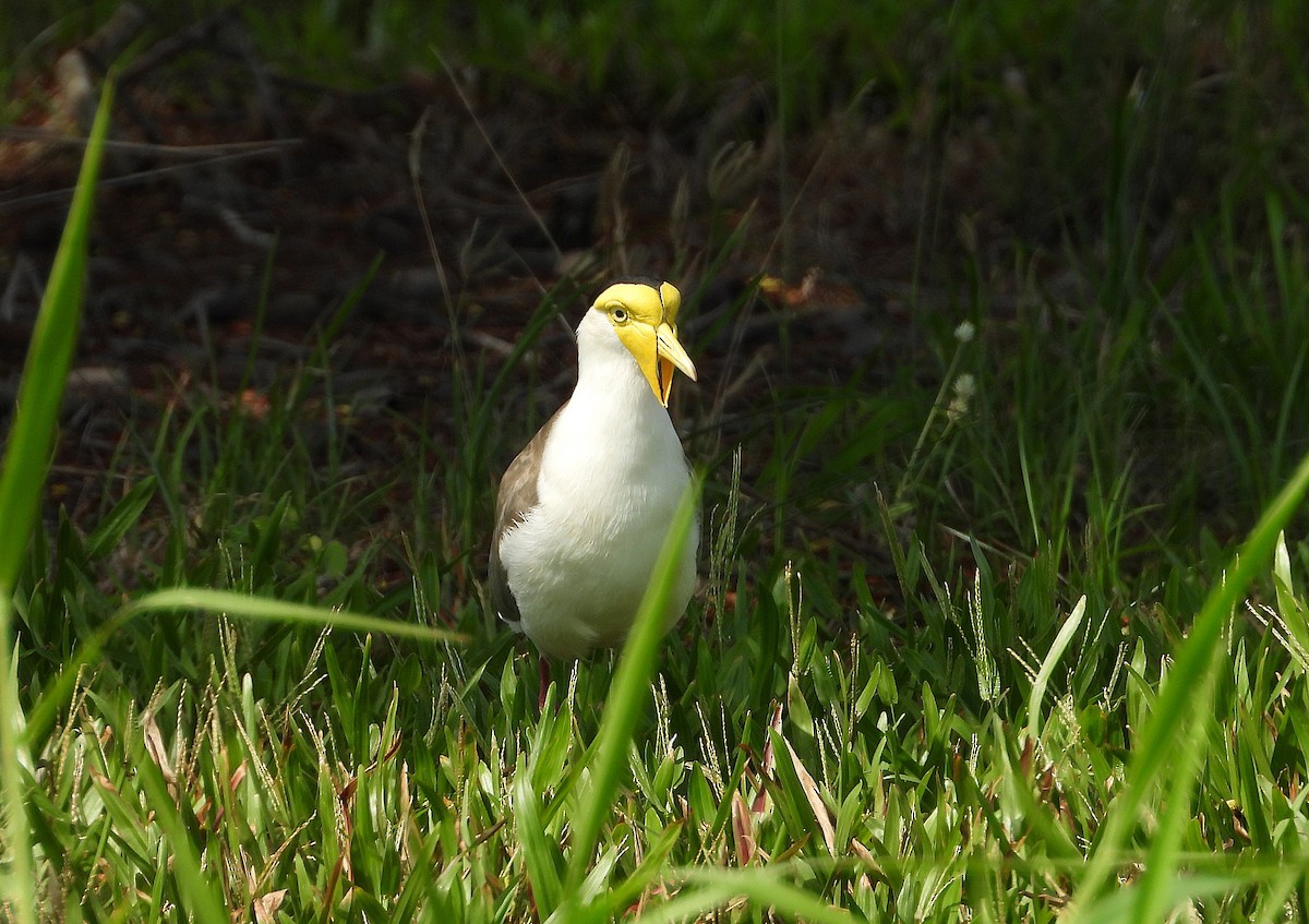 Hegabera maskaraduna - ML646560990