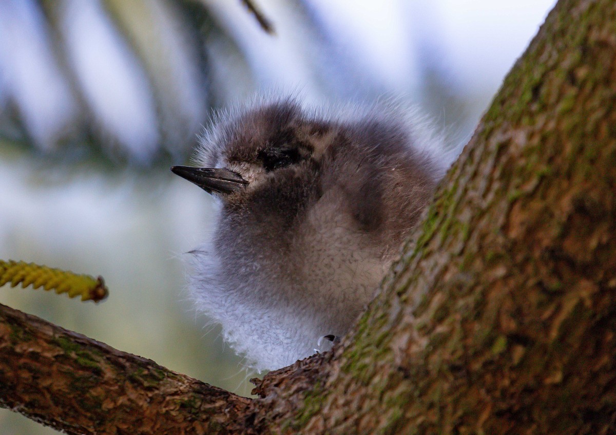 Blue-billed White-Tern - ML646560991