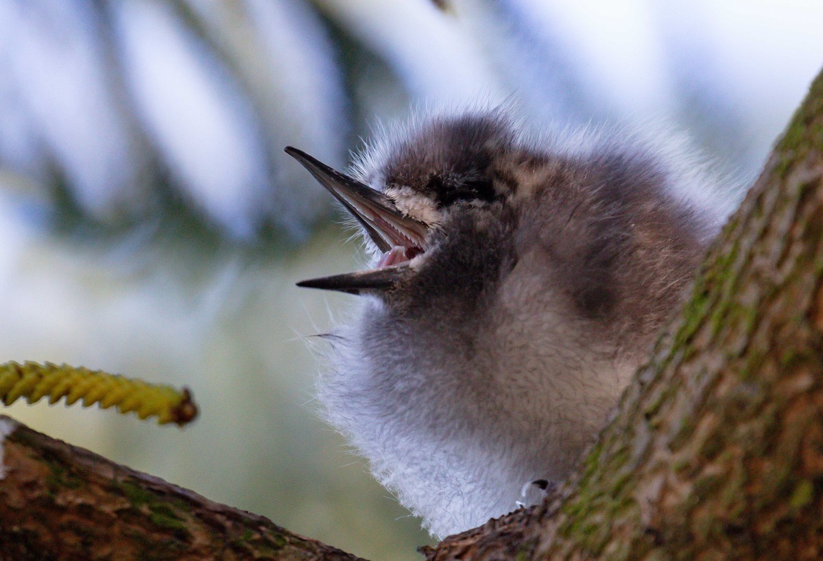 Blue-billed White-Tern - ML646560992