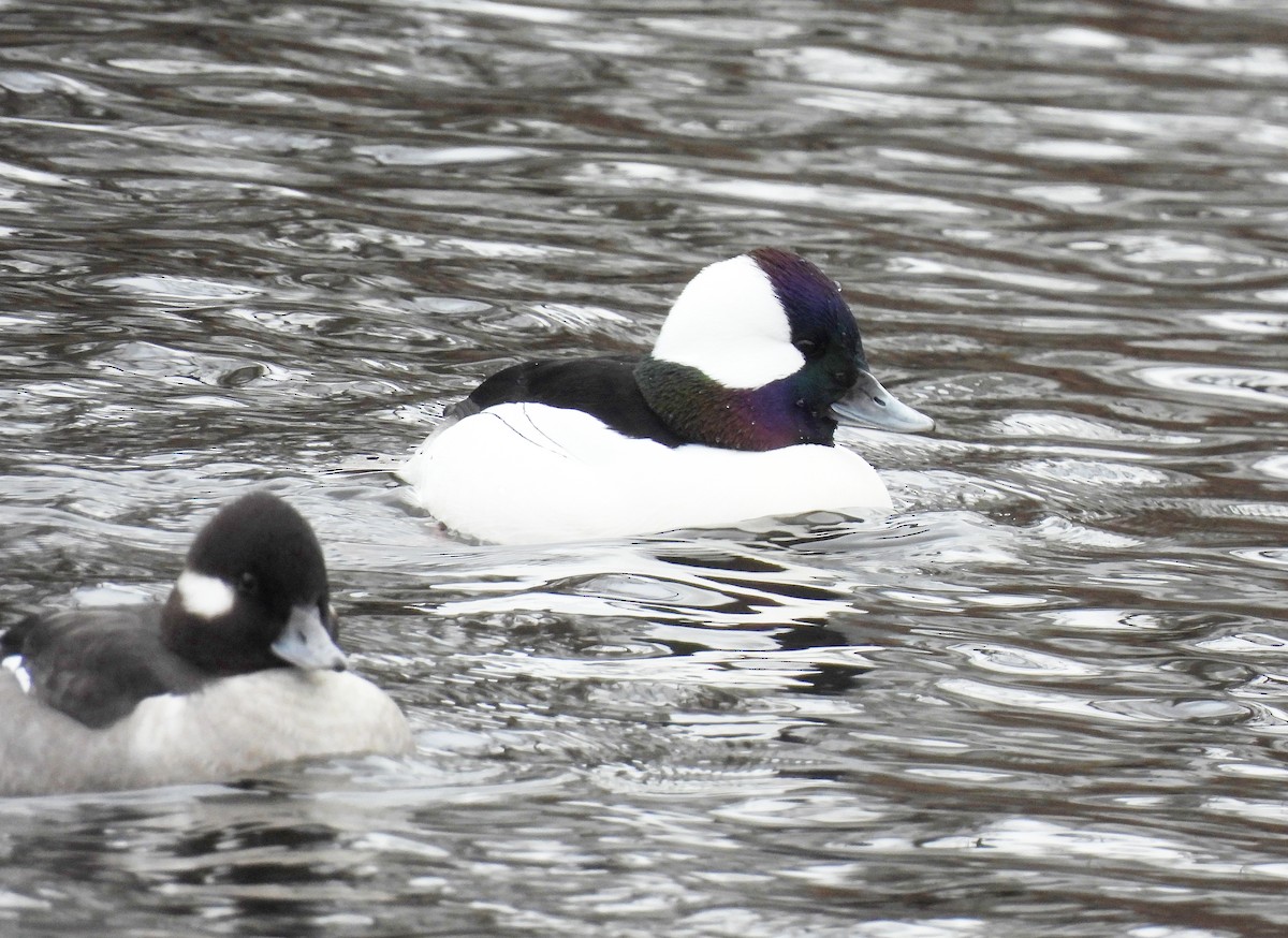 Petit Garrot - ML646560993