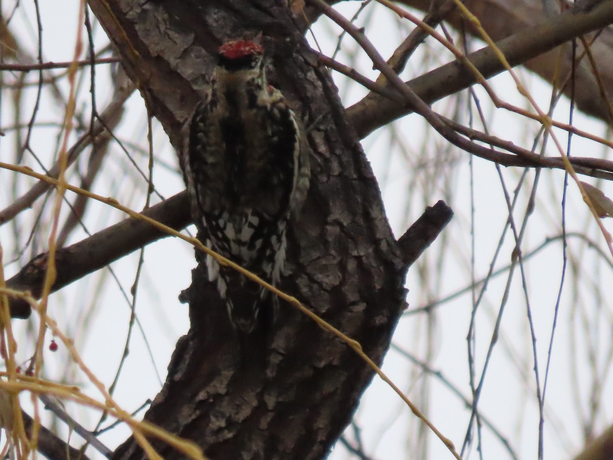 Yellow-bellied Sapsucker - ML646560994