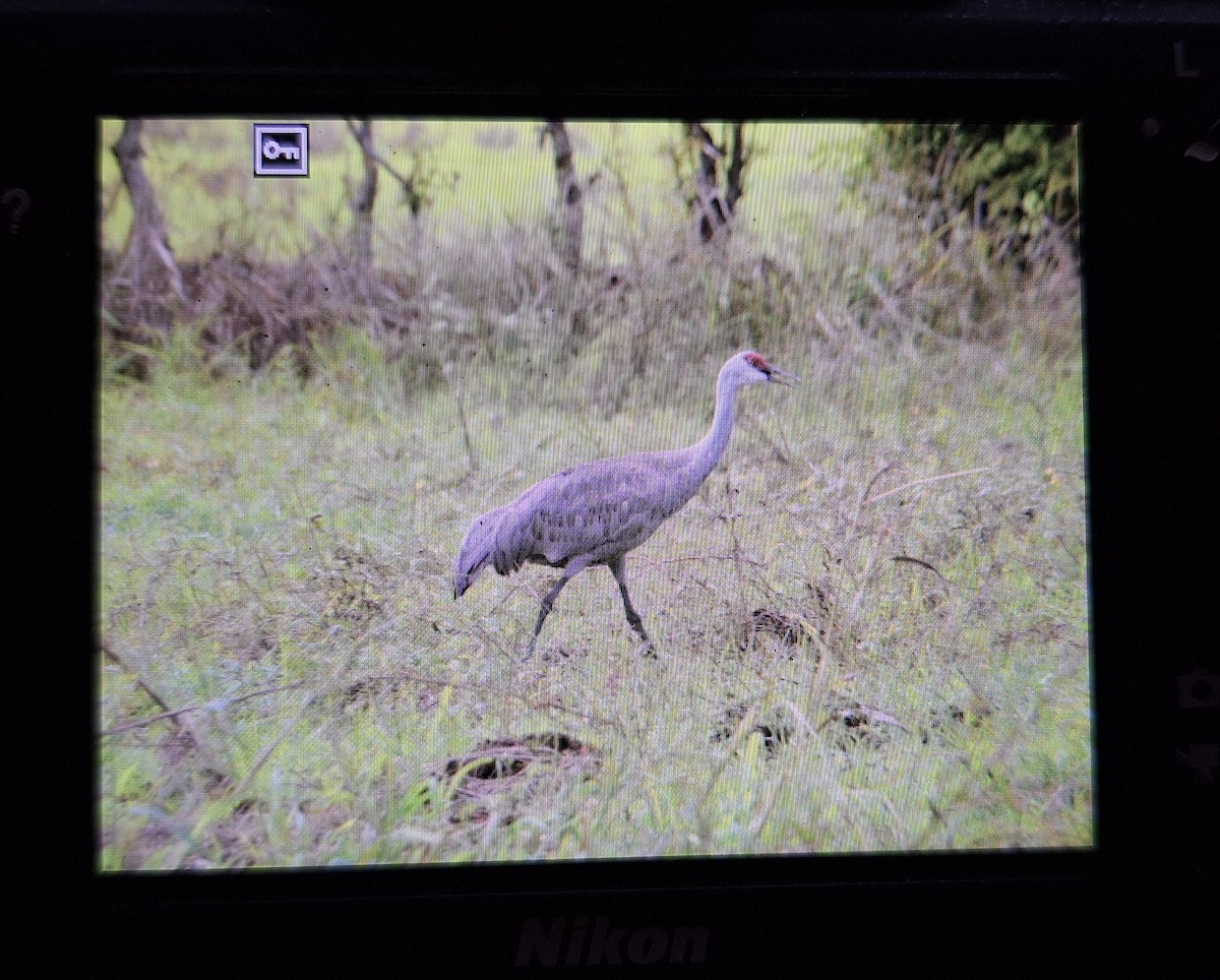 Sandhill Crane (Lesser) - ML646560997