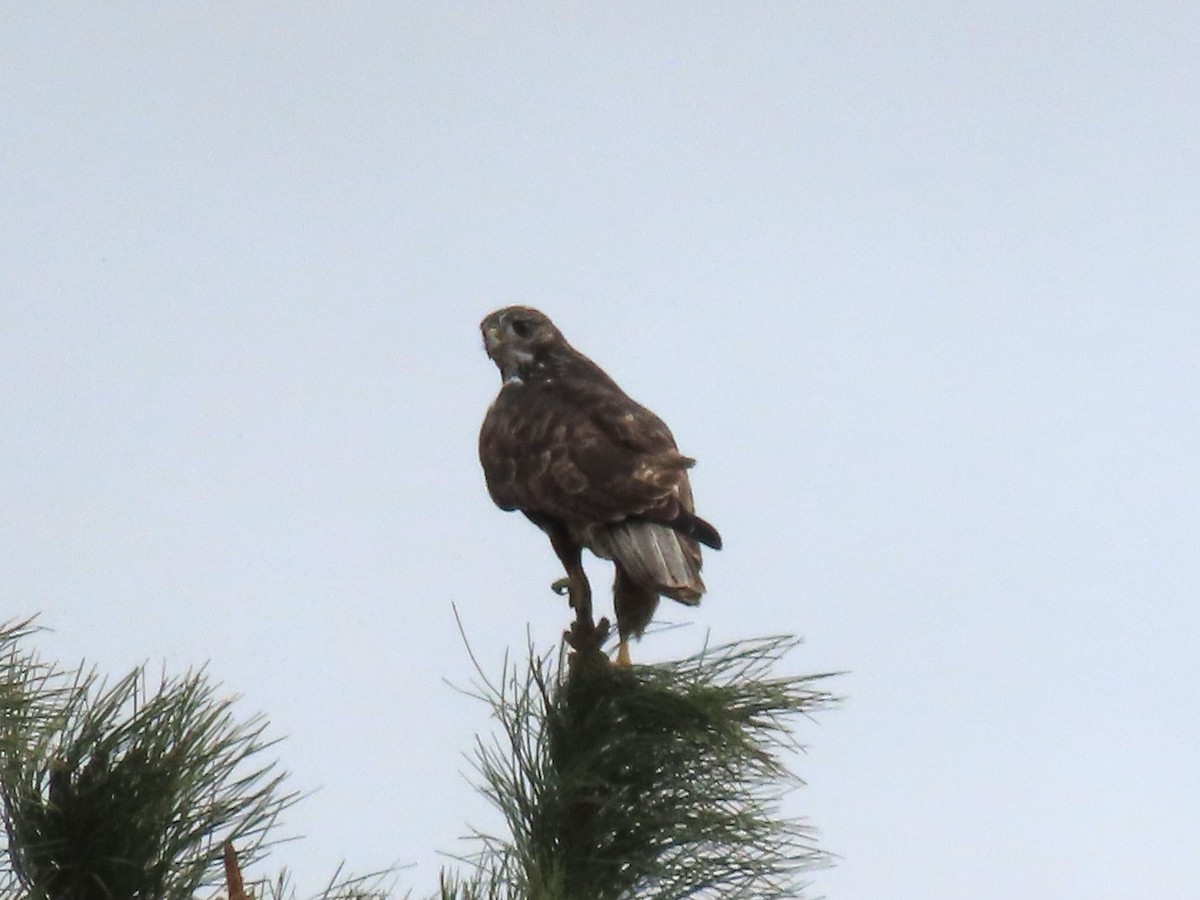 Red-tailed Hawk (Harlan's) - ML646560998