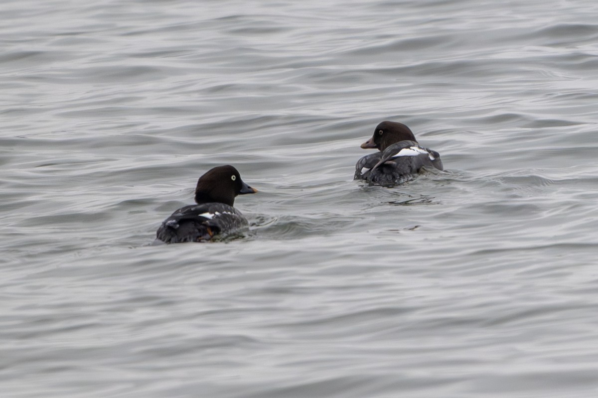 Garrot à oeil d'or - ML646560999