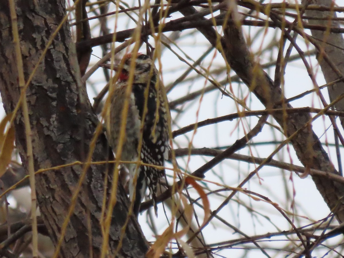 Yellow-bellied Sapsucker - ML646561001