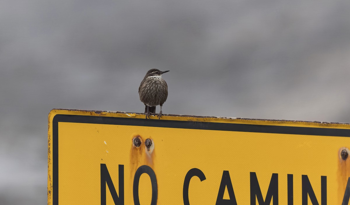 Seaside Cinclodes - ML646561002