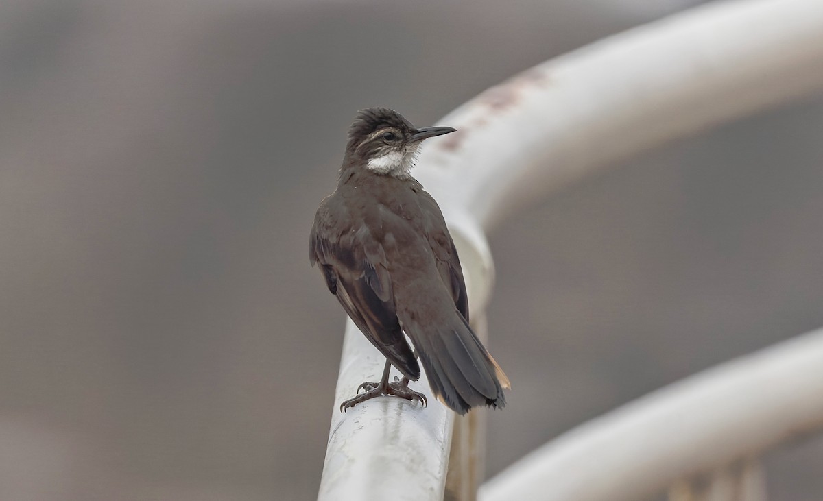 Seaside Cinclodes - ML646561003