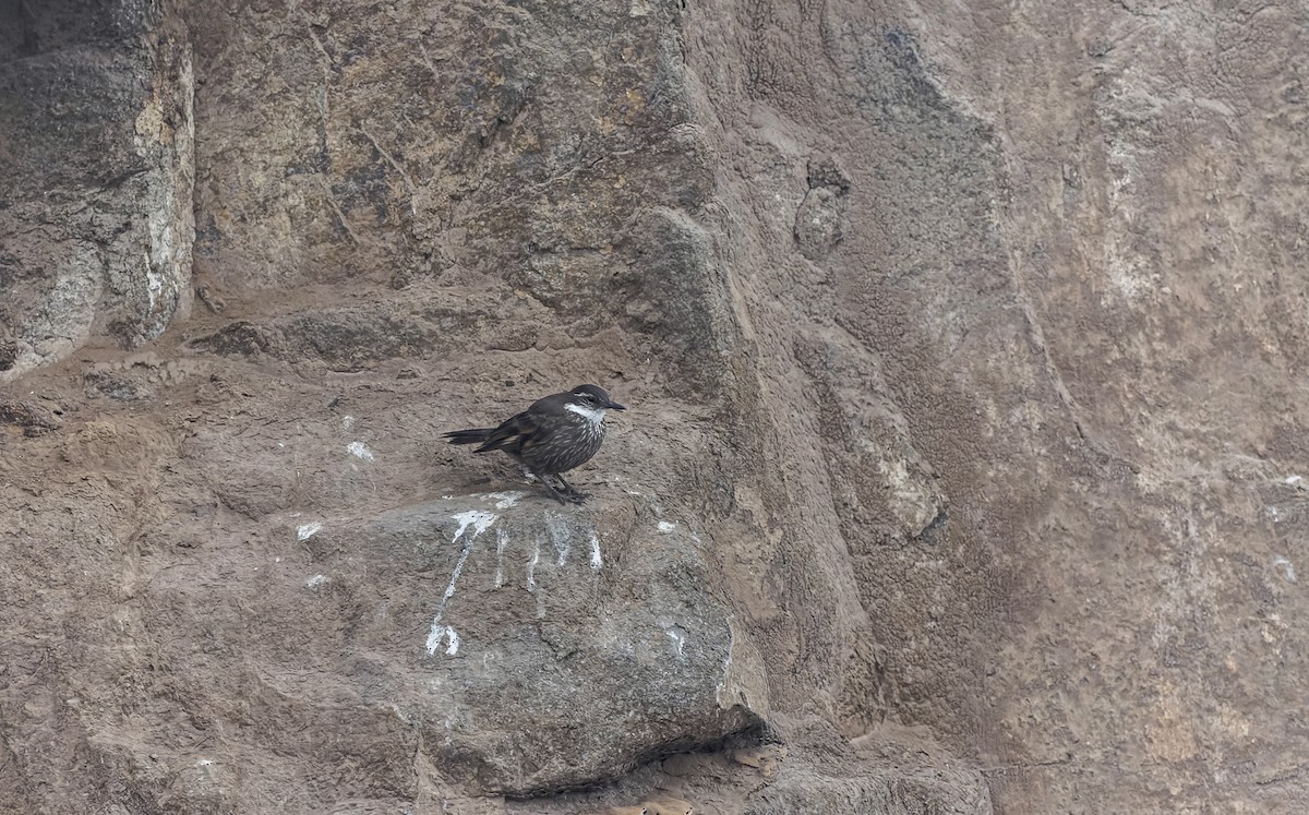 Seaside Cinclodes - ML646561004