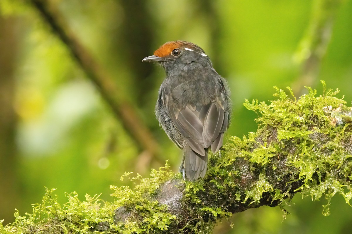 mucholovka rezavotemenná - ML646561005