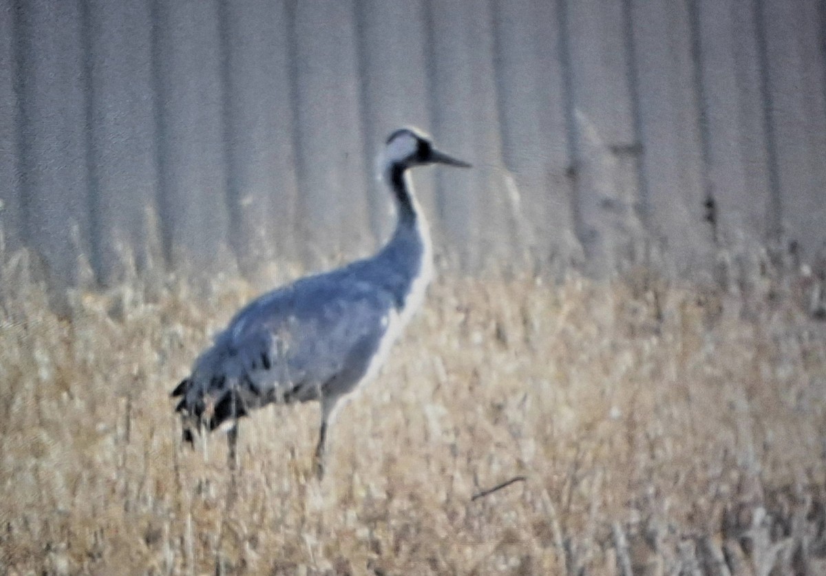 Common Crane - ML646561008