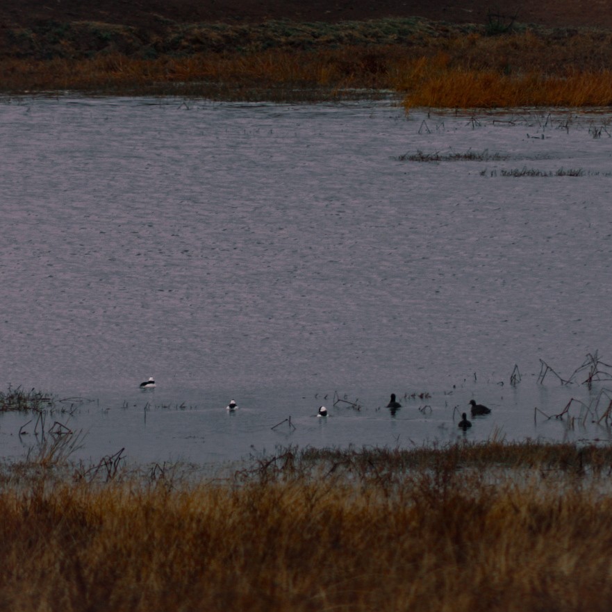 Bufflehead - ML646561010