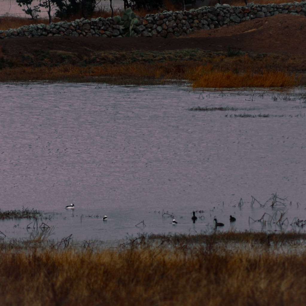 Bufflehead - ML646561011