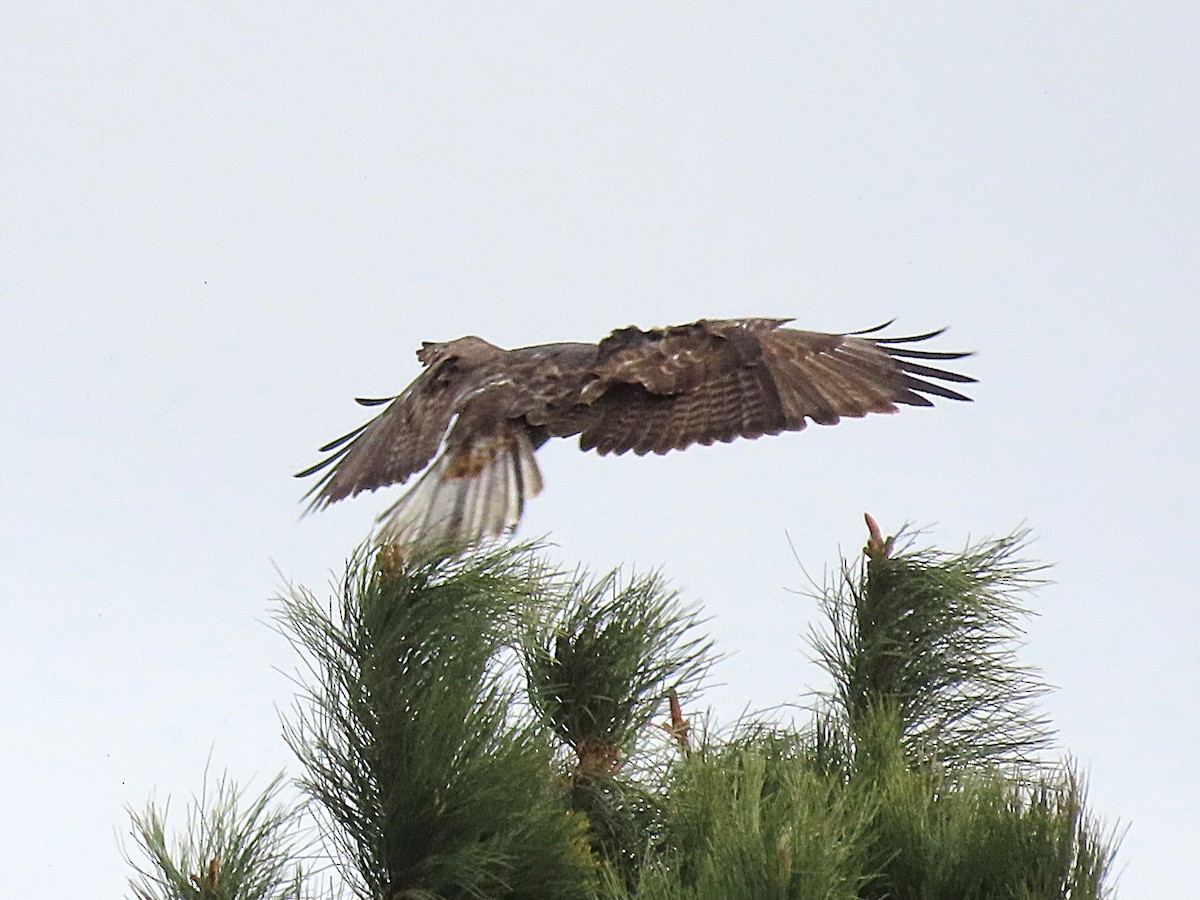 Red-tailed Hawk (Harlan's) - ML646561015