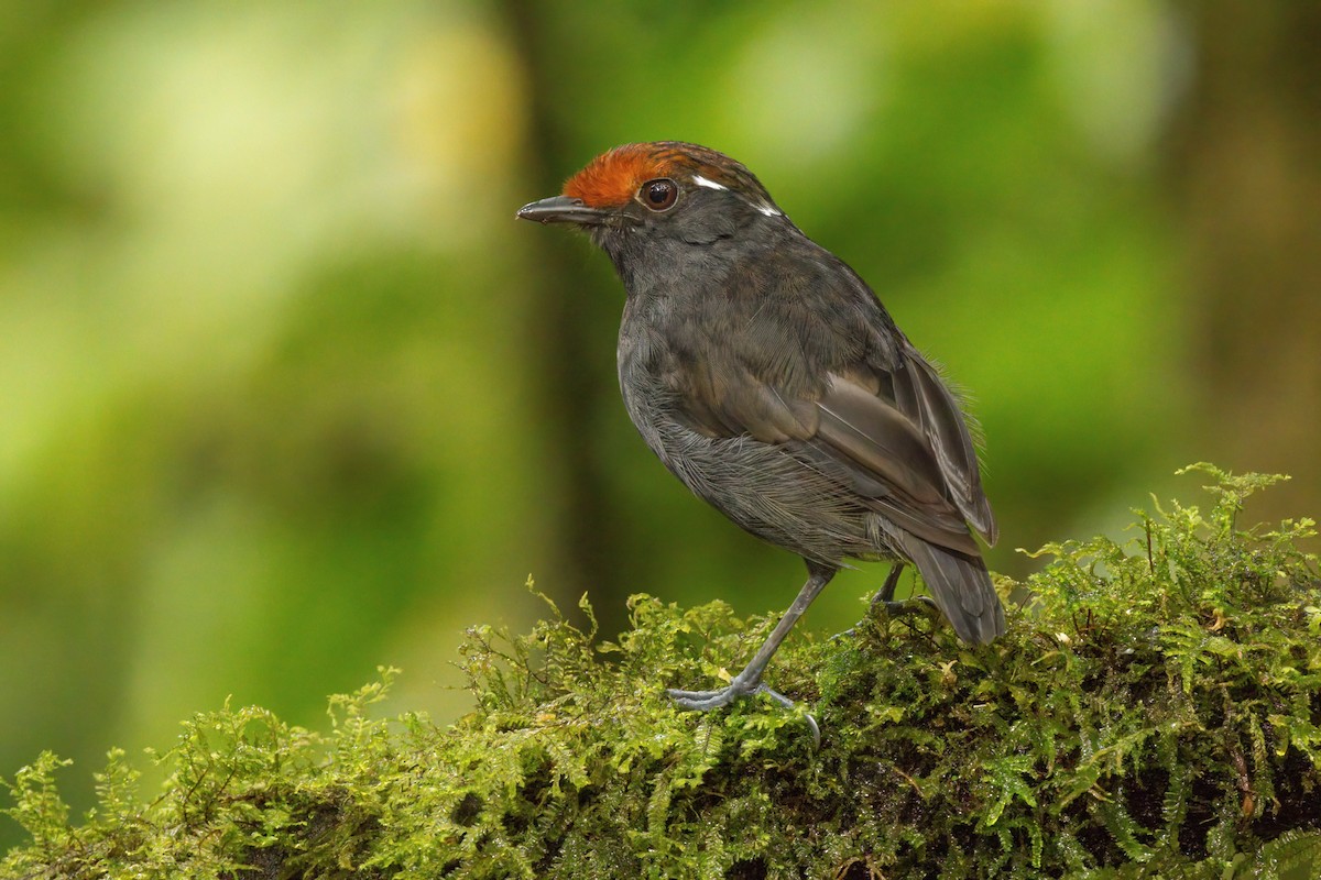 mucholovka rezavotemenná - ML646561018