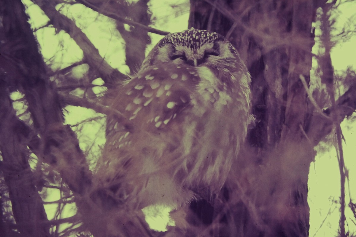 キンメフクロウ - ML646561019