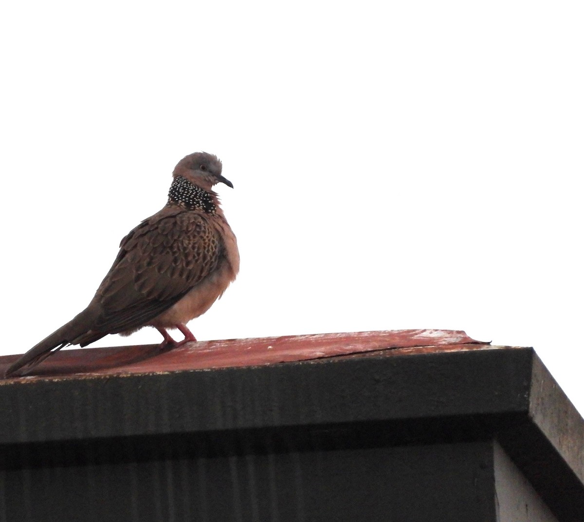 Spotted Dove - ML646561020