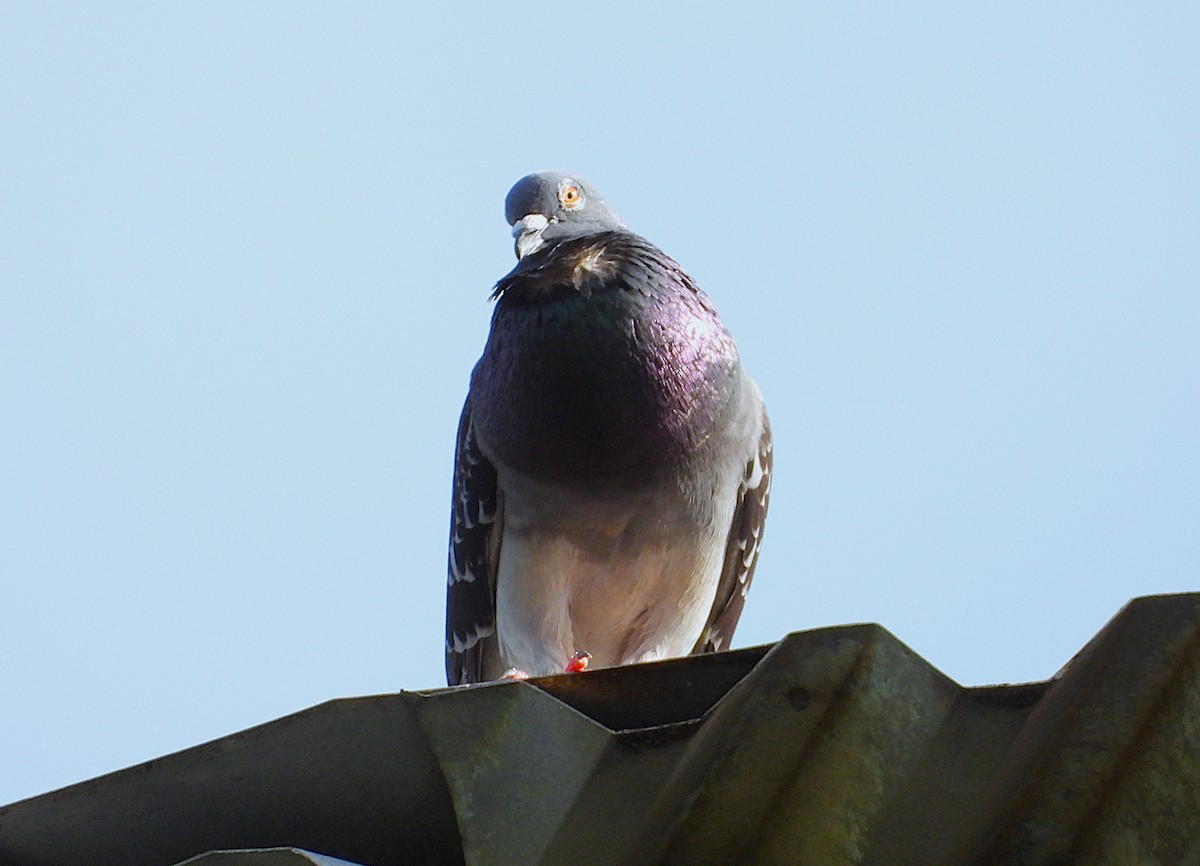 カワラバト（ドバト、家畜型） - ML646561023