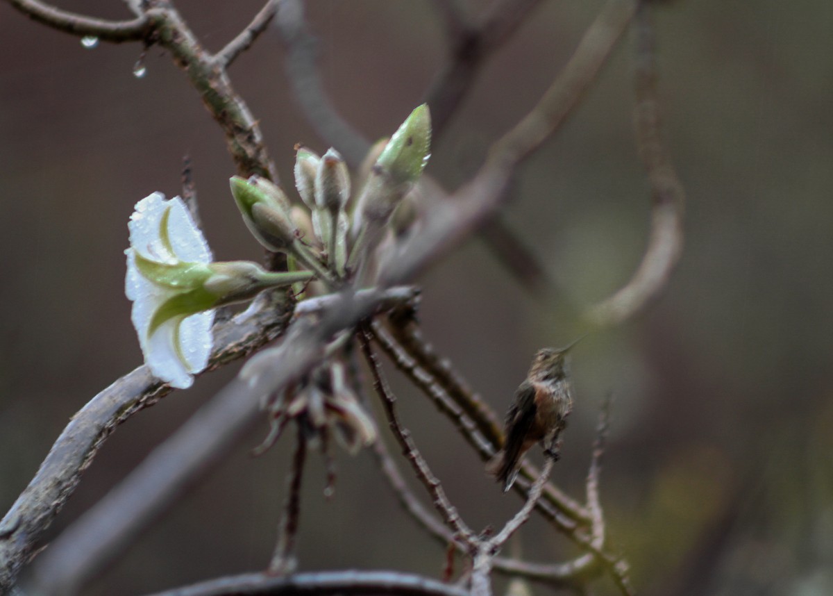 Rufous Hummingbird - ML646561024