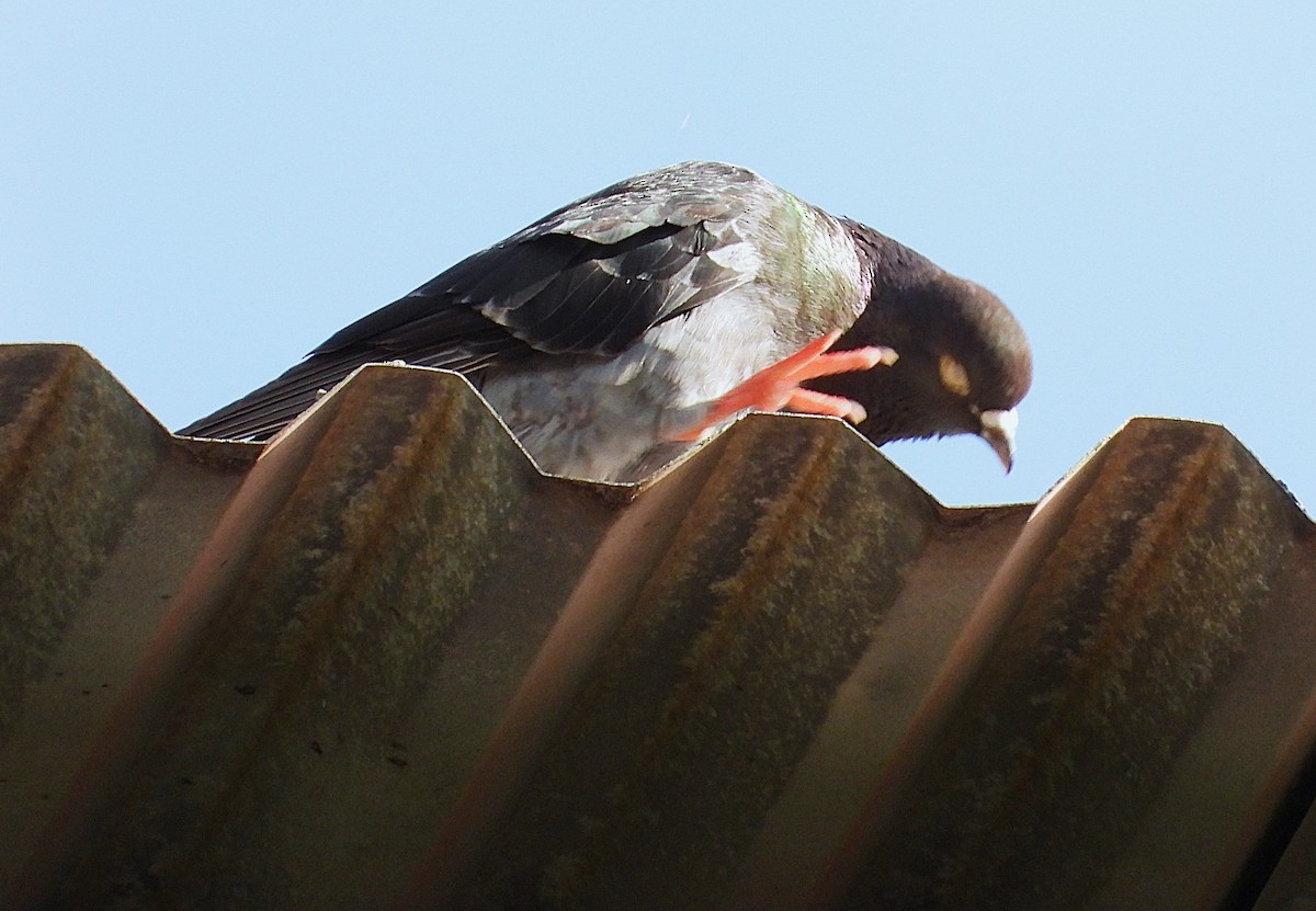 カワラバト（ドバト、家畜型） - ML646561025