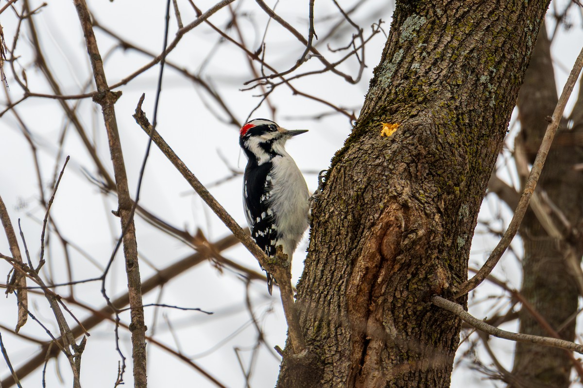 Hairy Woodpecker - ML646561026