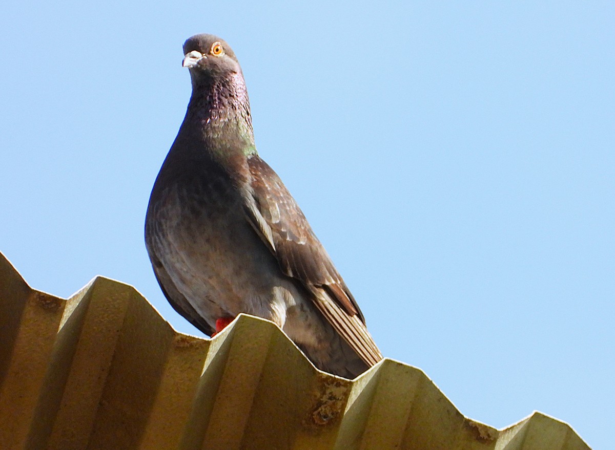カワラバト（ドバト、家畜型） - ML646561030