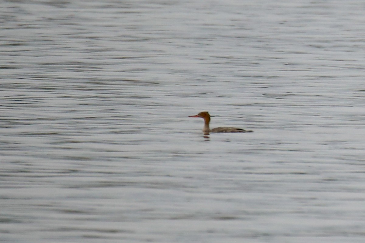 Mittelsäger - ML646561031