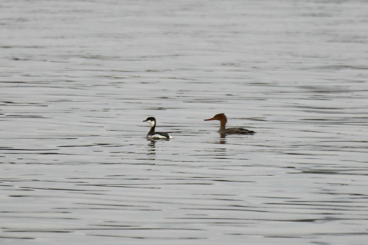 Mittelsäger - ML646561038