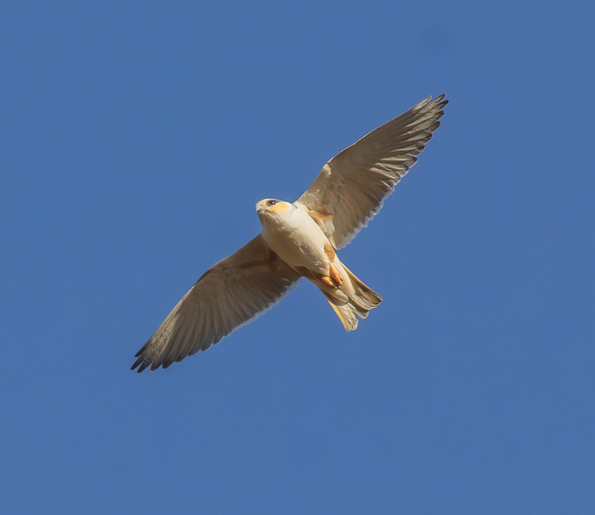 Pearl Kite - ML646561046