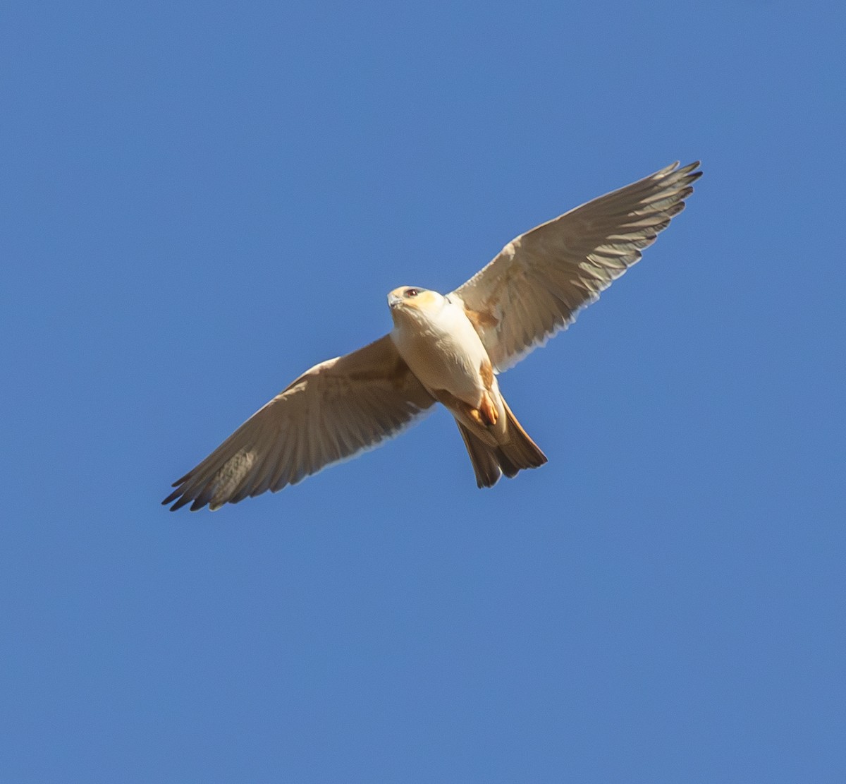 Pearl Kite - ML646561047