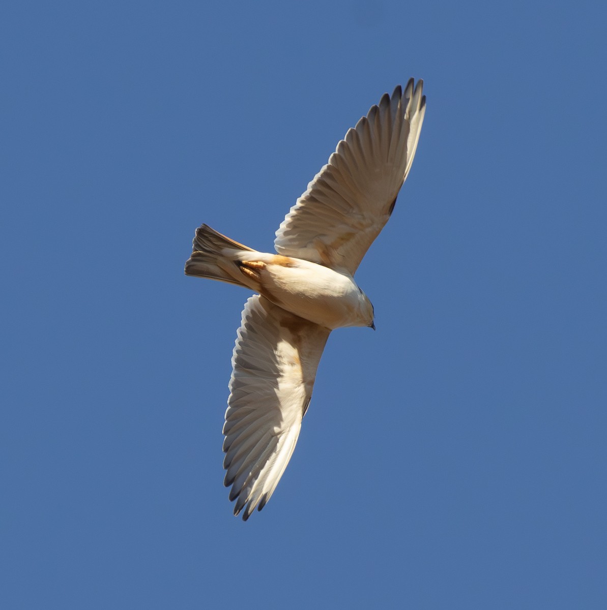 Pearl Kite - ML646561048