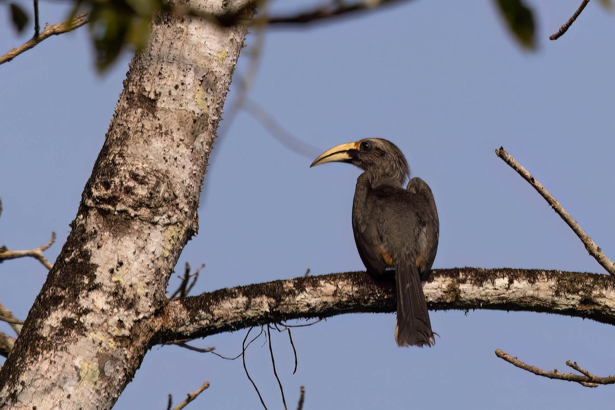 Malabar Gray Hornbill - ML646561049
