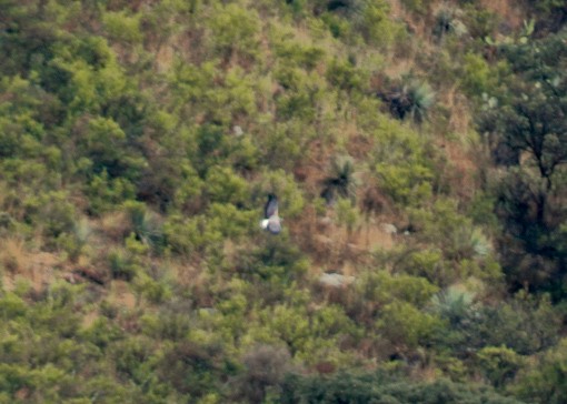 White-tailed Hawk - ML646561051